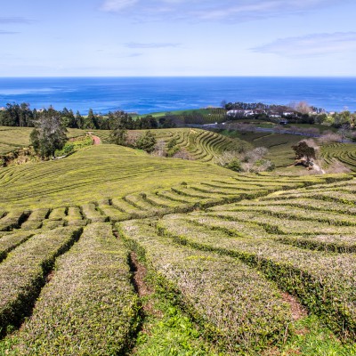 Einzige Teeplantage in Europa: Plantage Cha Gorreana