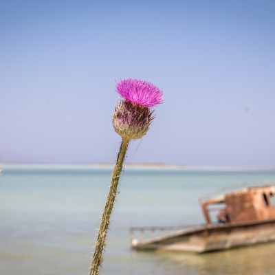 Distel am Van-See