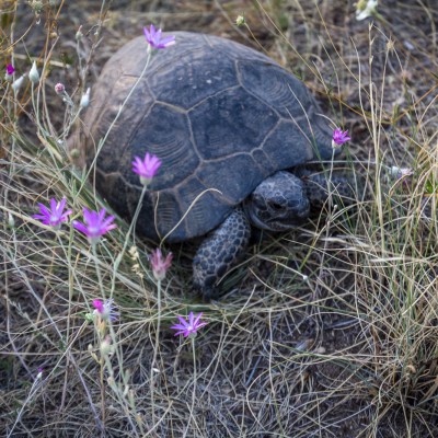 Landschildkröte im Nemrut-Krater