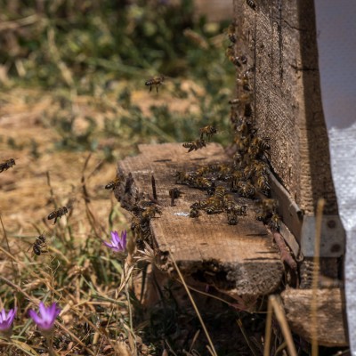 Bienenstock