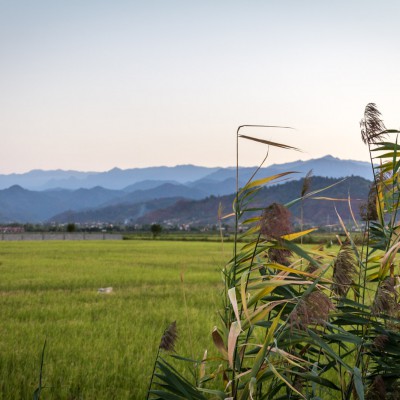 Reisfelder auf dem Weg von Ardabil zum Kaspischen Meer
