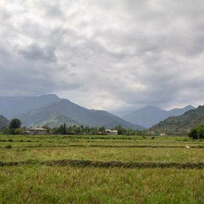 Reisfelder in der Nähe von Fuman