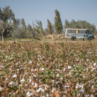 Baumwollfeld auf dem Weg nach Khiva