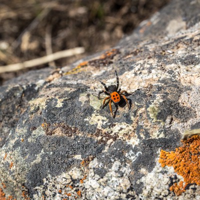 Rote Röhrenspinne