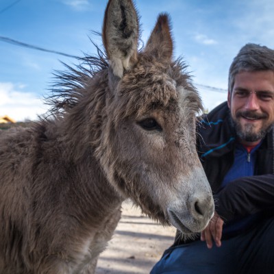 Kleiner Esel in Tamchy