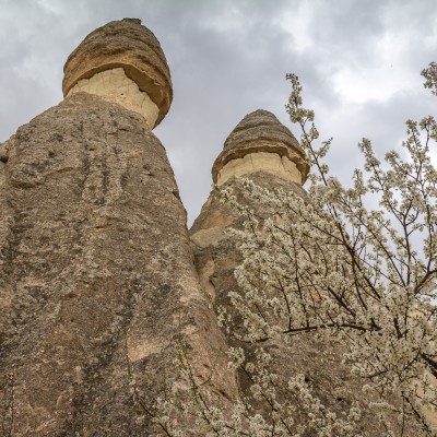 Kirschblüten in Paşabağ