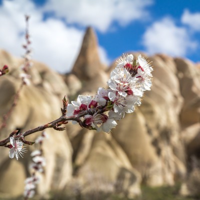 Kirschblüten vor dem Red Valley