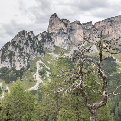 Alter Baum vor der Rotspitze