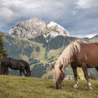 Pferde auf einer Alm