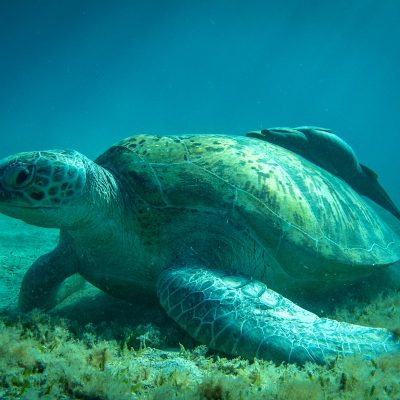 Grüne Meeresschildkröte (Chelonia mydas) mit zwei Schiffshaltern (Remora sp.) auf dem Rücken