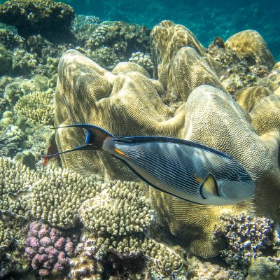 Arabischer Doktorfisch (Acanthurus sohal) auf korallenreichem Riffdach