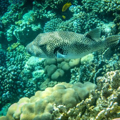 Riesen-Kugelfisch (Arotron stellatus)