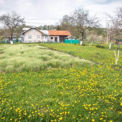 Weite Löwenzahnwiesen in den Vorgärten