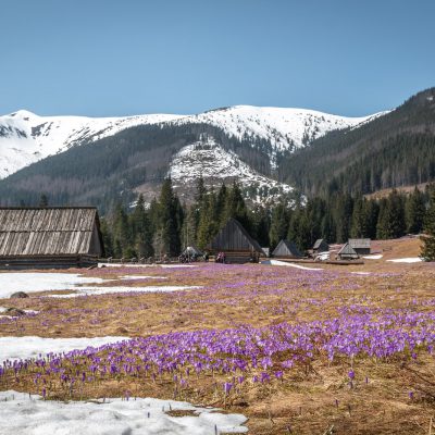 Krokuswiesen vor der Chochołowska-Hütte