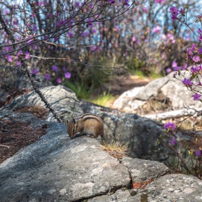 Asiatisches Streifenhörnchen (Eutamias sibiricus)