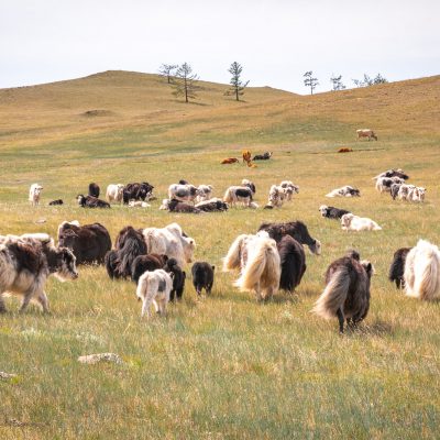 Yakherde