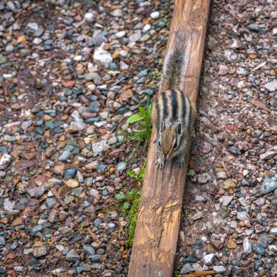 Burunduk - Sibirisches Streifenhörnchen