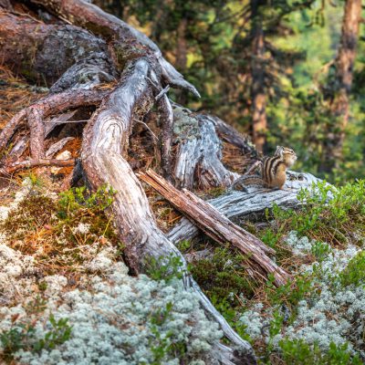 Sibirisches Streifenhörnchen oder Burunduk (Tamias sibiricus)