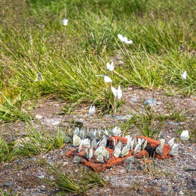 Baum-Weißlinge (Aporia crataegi)