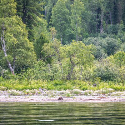...ein junger Braunbär... Unser erster!