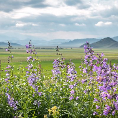 2019 Juli – Altai – Belucha