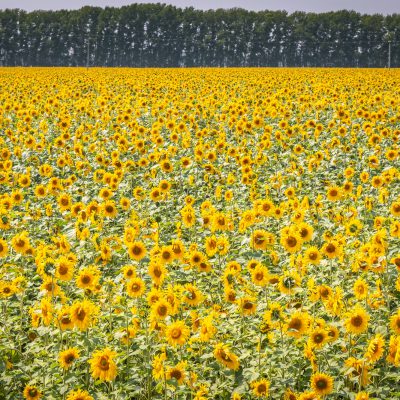 Endlose Sonnenblumenfelder säumen den Weg zur kasachischen Grenze