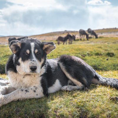 Hirtenhund am Zorkulsee