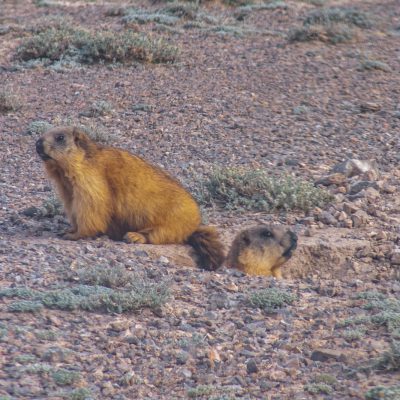 Langschwanzmurmeltiere (Marmota caudata)