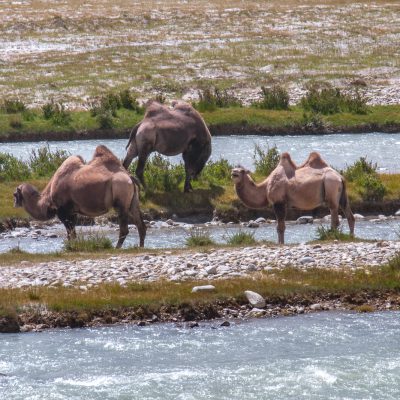 Trampeltiere (Camelus ferus)