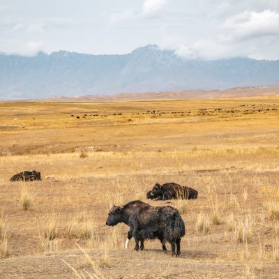 Yaks (Bos mutus)