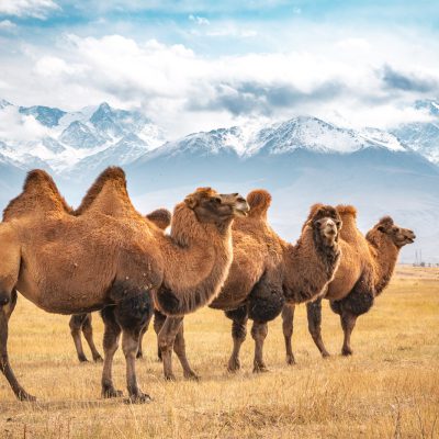 Trampeltier (Camelus ferus)