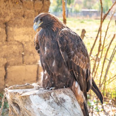 Steinadler (Aquila chrysaetos)