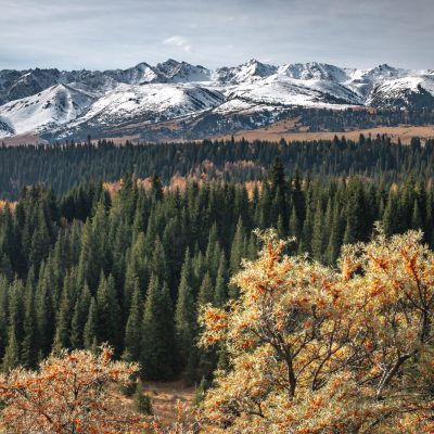 Endlich wieder Nadelwälder