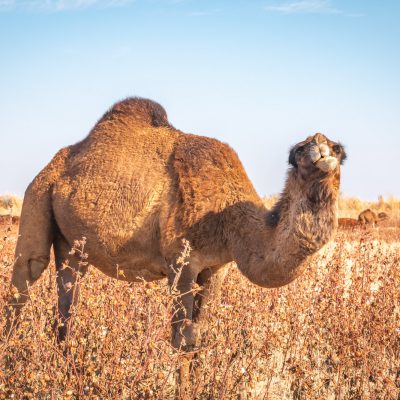 Kamel im Baumwollfeld