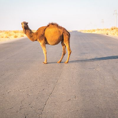 Verkehrshindernis in der Karakum-Wüste