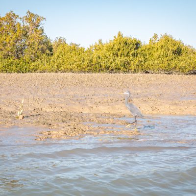 Küstenreiher (Egretta gularis)