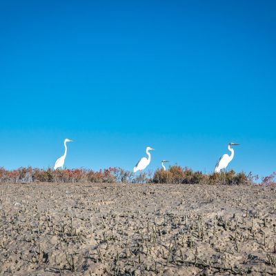 Silberreiher (Ardea alba)