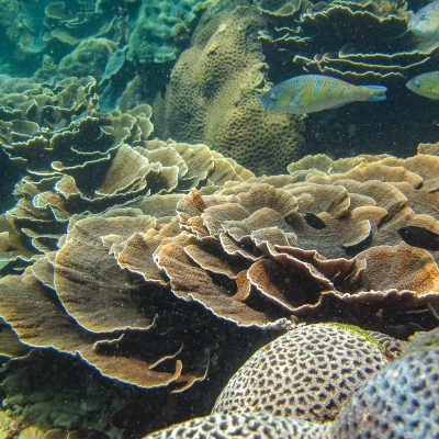 Kleinpolypige Steinkoralle (Cabbage Coral, Montipora foliosa)