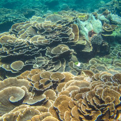 Kleinpolypige Steinkoralle (Cabbage Coral, Montipora foliosa)