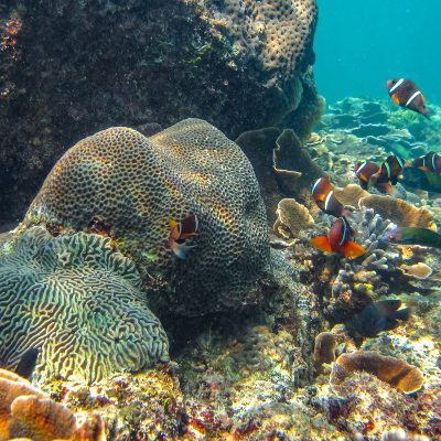 Oman-Anemonenfisch (Amphiprion omanensis)