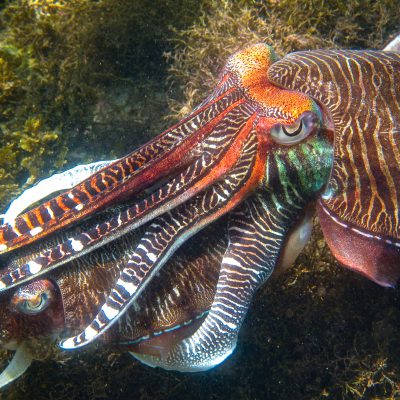 Paarung bei Pharao-Tintenfischen (Sepia pharaonis)