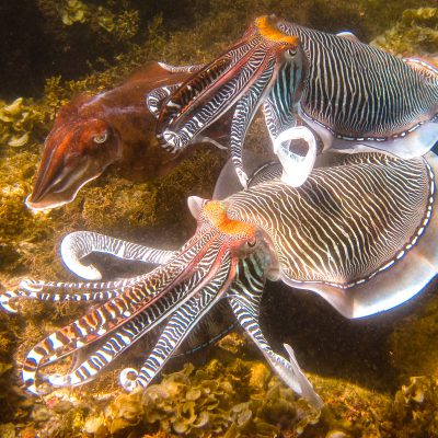 Gruppe von Pharao-Tintenfischen (Sepia pharaonis) (Männchen gestreift, Weibchen braun)