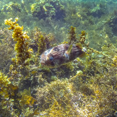 Braunflecken-Igelfisch (Diodon holocanthus)