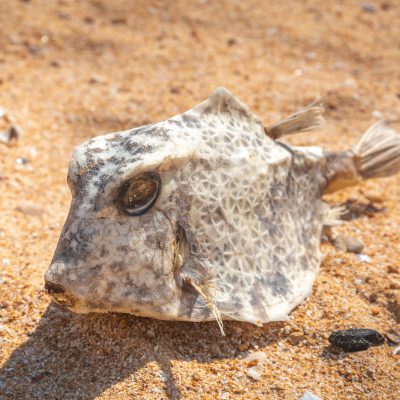 Angeschwemmter Kofferfisch (Ostraciidae)