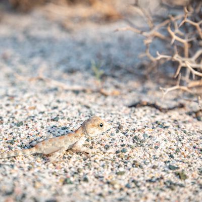 Carter’s Semaphore Gecko (Pristurus carteri)