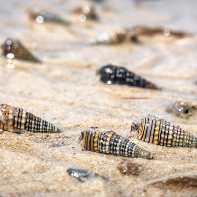 Nadelschnecke (Cerithium scabridum)