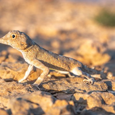 Carter’s Semaphore Gecko (Pristurus carteri)
