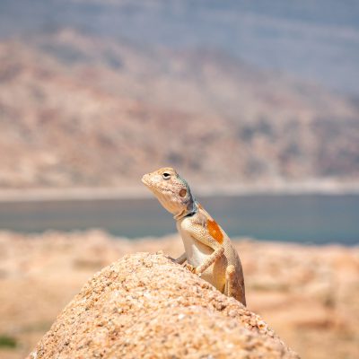 ...an der Sinai-Agame (Pseudotrapelus sinaitus sinaitus)