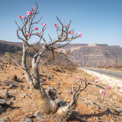 Wüstenrosen (Adenium) 