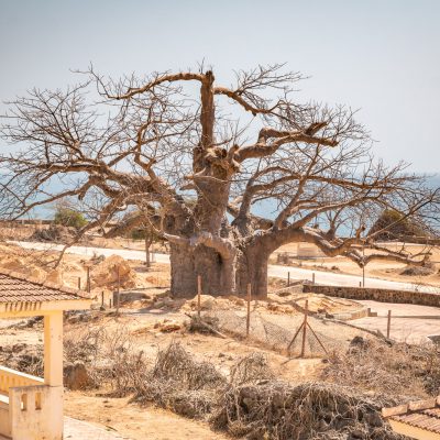 Eindringling aus den Tropen Afrikas: Baobab/Afrikanischer Affenbrotbaum (Adansonia digitata)